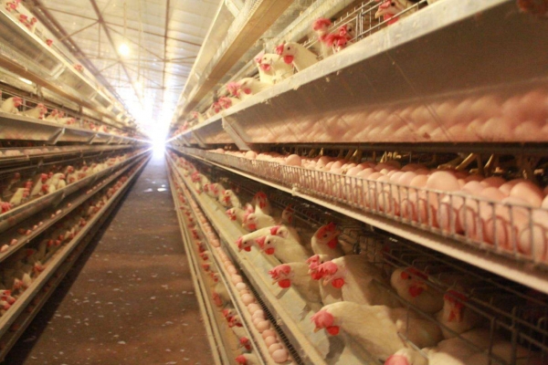 全自動養雞設備的正確消毒方法及配料順序是什么？